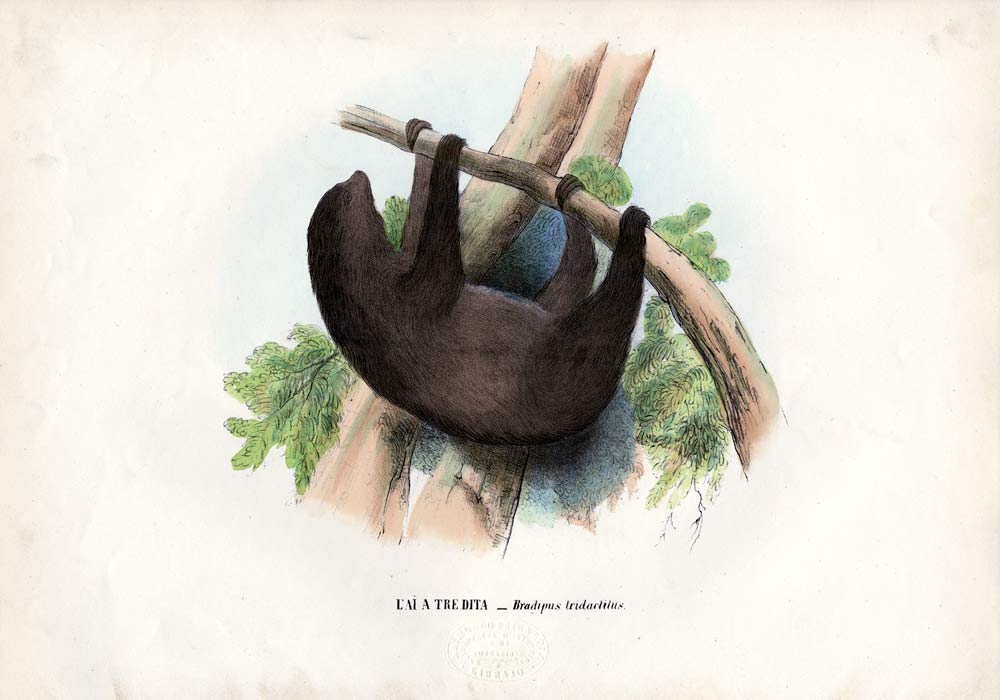 Pale-Throated Sloth a Raimundo Petraroja