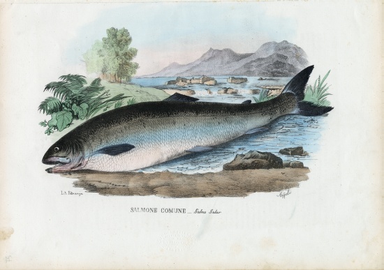 Atlantic Salmon a Raimundo Petraroja