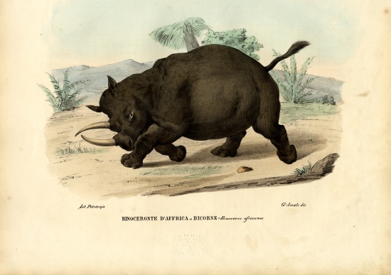 Black Rhinoceros a Raimundo Petraroja
