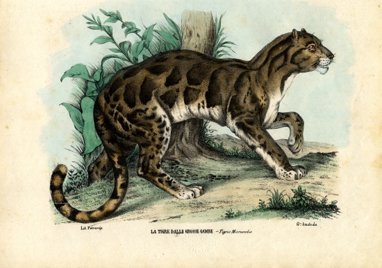 Clouded Leopard a Raimundo Petraroja