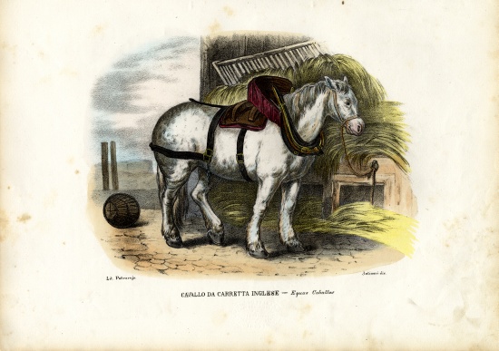 English Farm Horse a Raimundo Petraroja