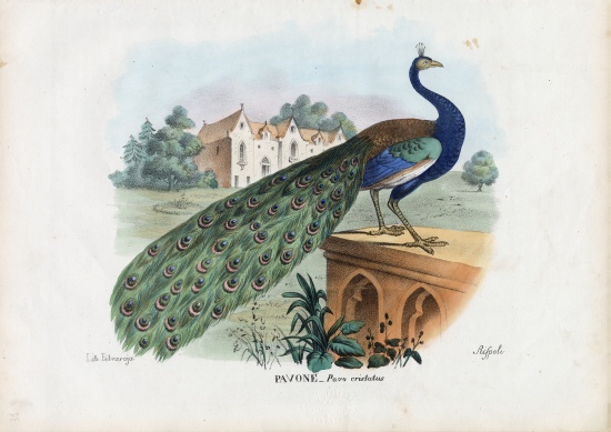 Indian Peafowl a Raimundo Petraroja