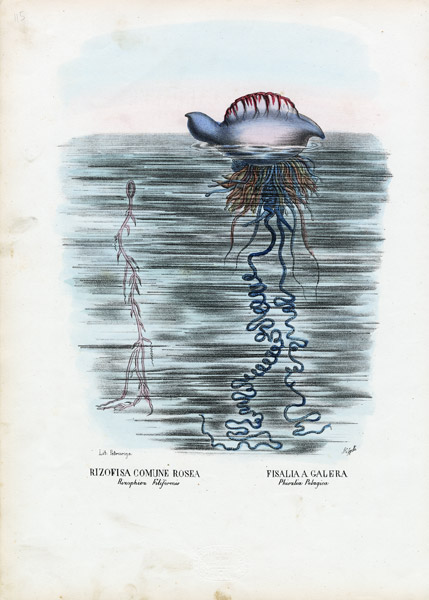 Jellyfish a Raimundo Petraroja