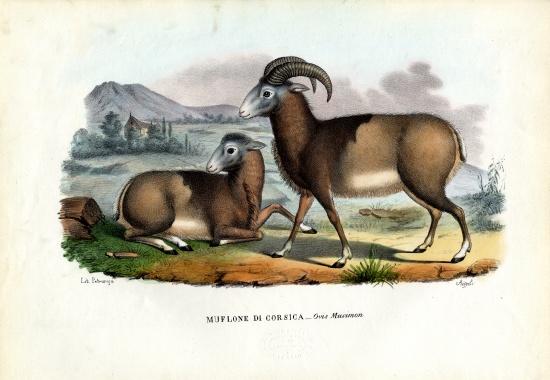 Mouflon a Raimundo Petraroja