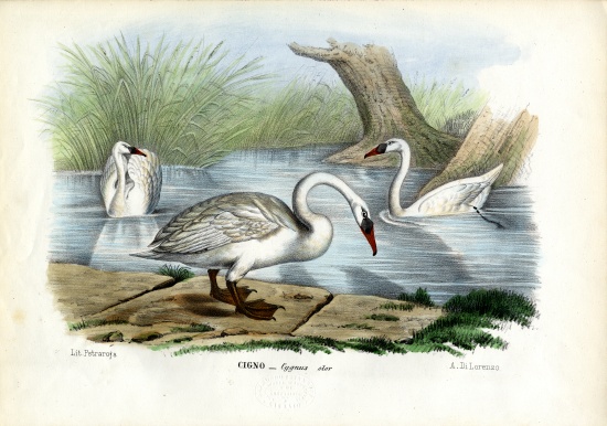Mute Swan a Raimundo Petraroja