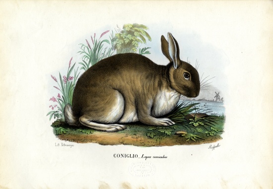Rabbit a Raimundo Petraroja