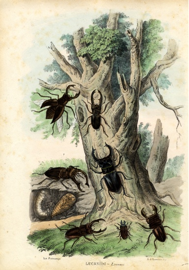Scarab Beetles a Raimundo Petraroja