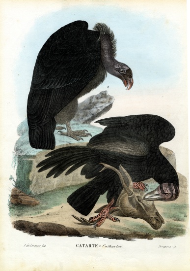 Vultures a Raimundo Petraroja