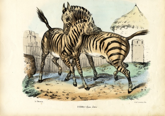 Zebra a Raimundo Petraroja