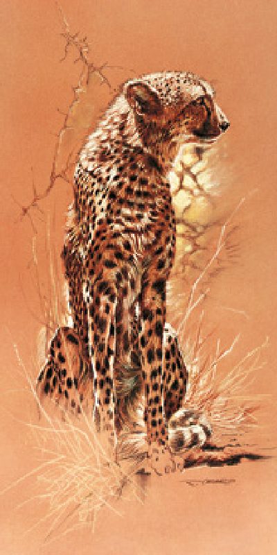 Cheetah a Renato Casaro