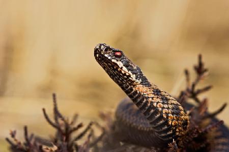 Common Viper