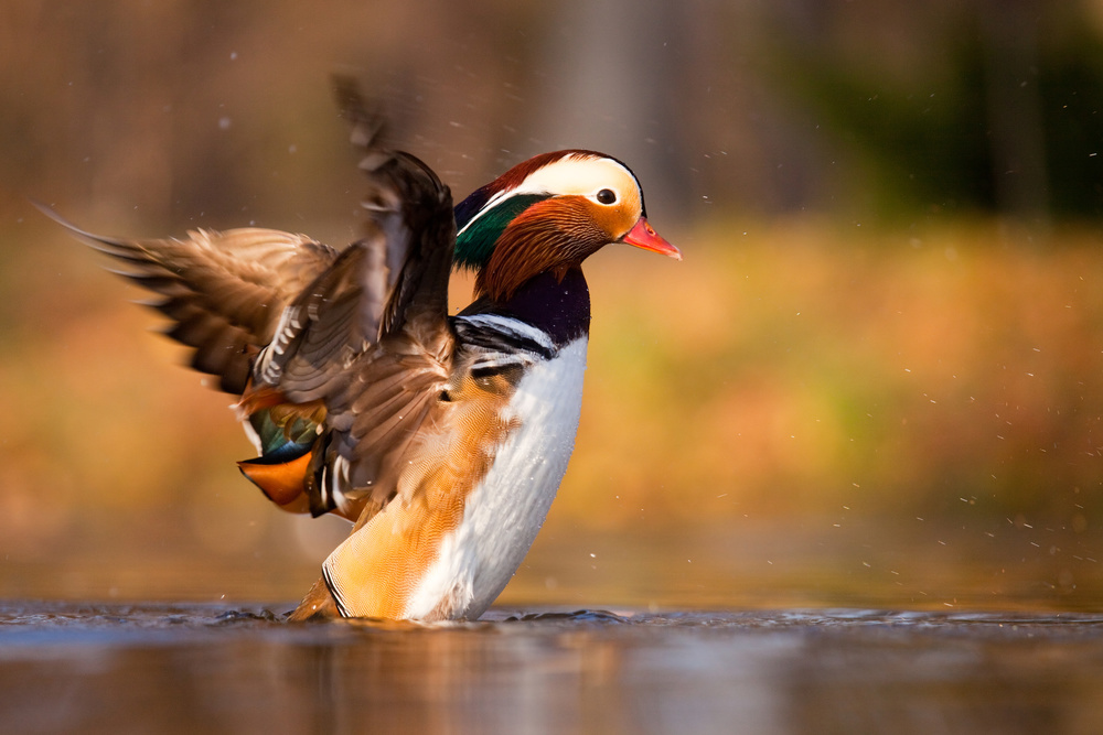 Mandarin duck a Robert Adamec