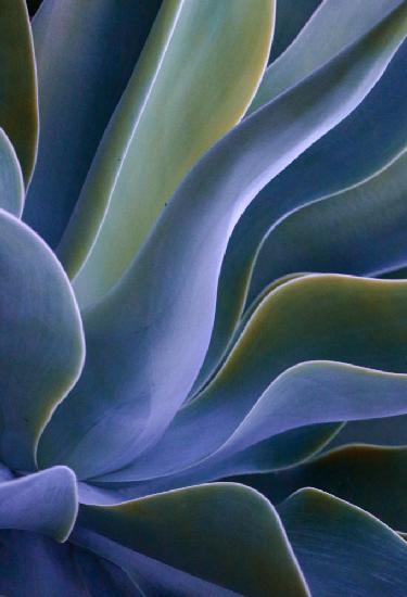 Agave Blues