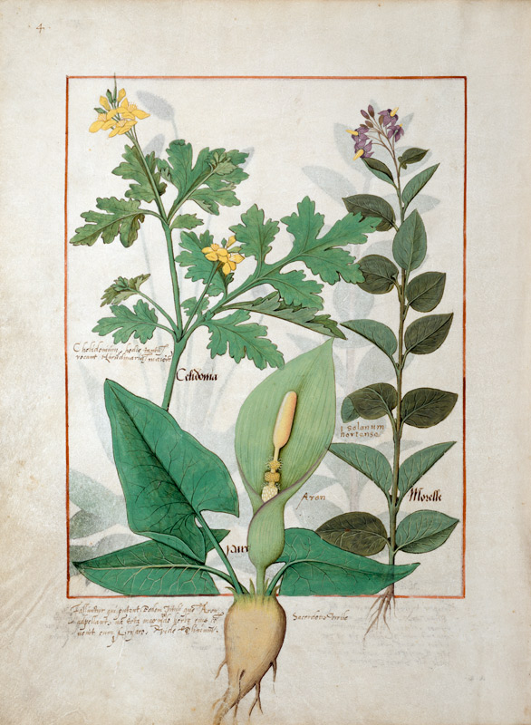 Ms Fr. Fv VI #1 fol.113v Greater Celandine or Poppy, Solanum or Nightshade, and Aron a Robinet Testard
