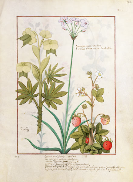 Ms Fr. Fv VI #1 fol.128r Consiligo, Burreed and Strawberry, illustration from 'The Book of Simple Me a Robinet Testard
