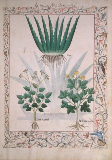 Ms Fr. Fv VI #1 fol.112 Aloe and Apio illustration from 'The Book of Simple Medicines' a Robinet Testard