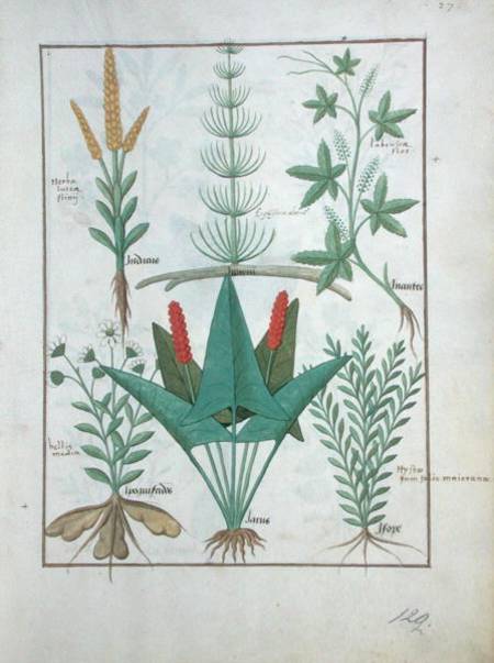Ms Fr. Fv VI #1 fol.125r Top row: Maize, Equisetum and Labruscae flos. Bottom row: Daisy, Jarus and a Robinet Testard