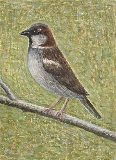 House Sparrow, 2008 (oil on wood)  a Ruth  Addinall