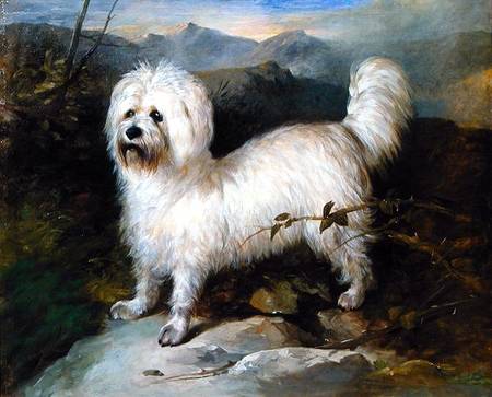 Small White Dog in a Landscape a Samuel Coleman