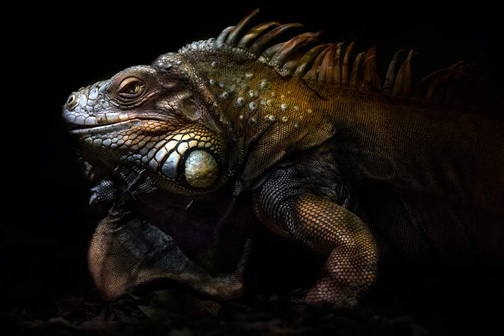 Iguana portrait: Lost in the evolution a Santiago Pascual Buye