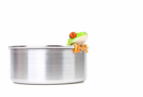 frog on cooking pot a Sascha Burkard