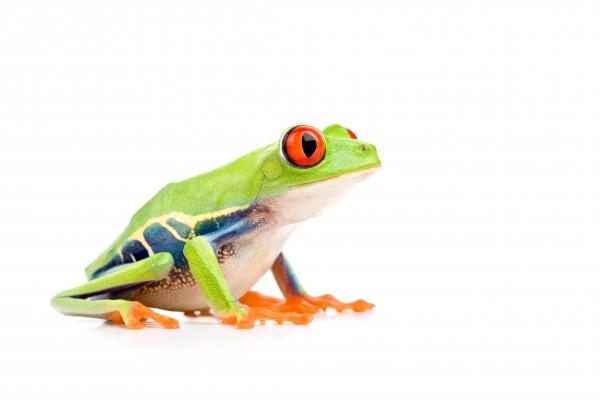 red-eyed tree frog isolated on white a Sascha Burkard