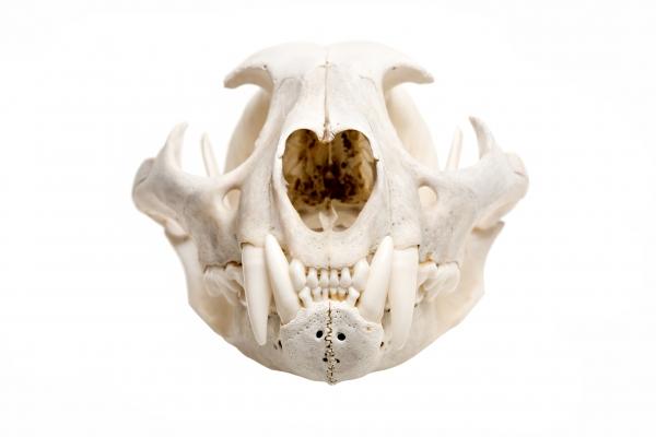 skull of a bobcat isolated a Sascha Burkard