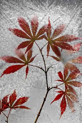 red maple