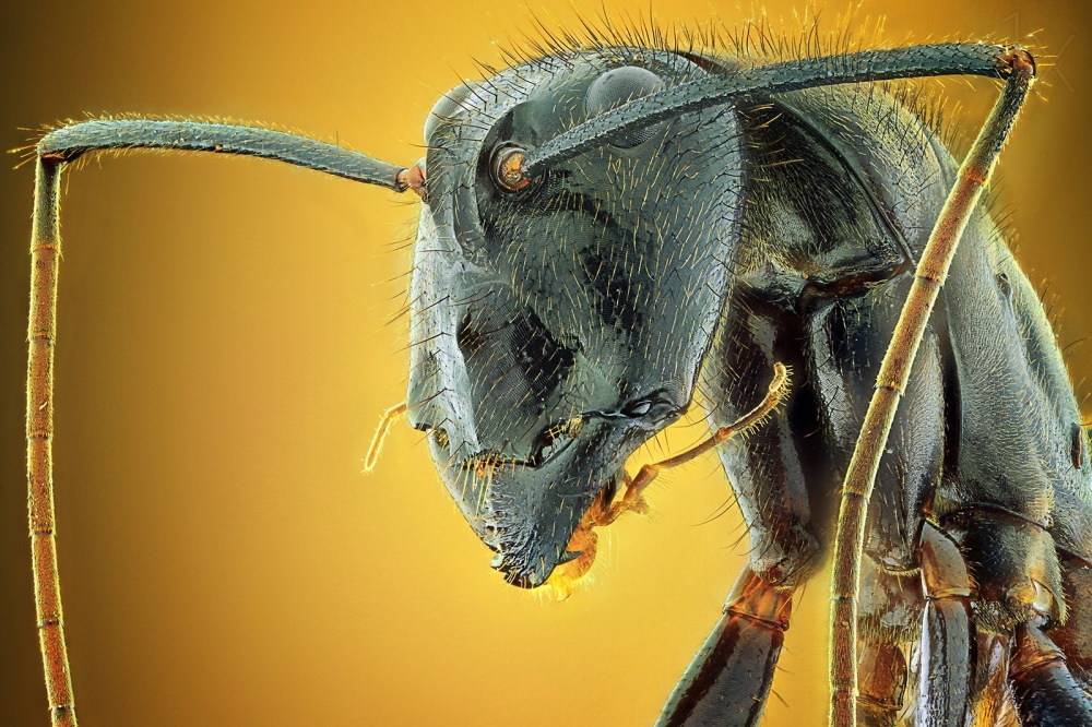 Camponotus Gigas a Shikhei Goh