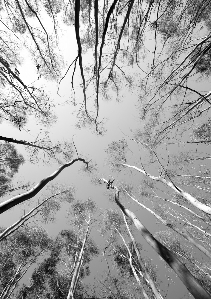 Tree Study 012 a Shot by Clint