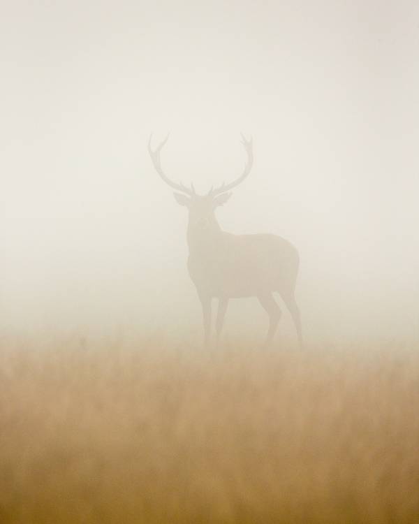 Ghost Stag a Stuart Harling