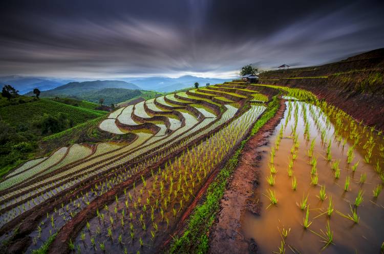 Unseen Rice Field a Tetra