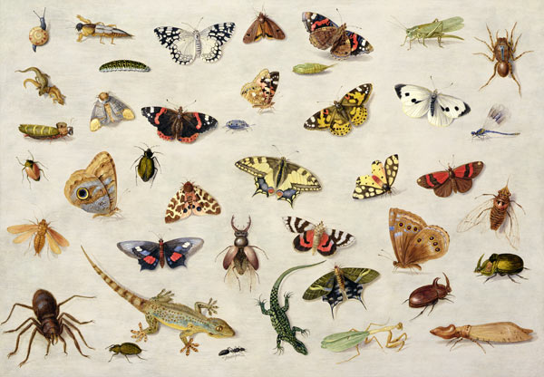 A Study of insects a the Elder Kessel