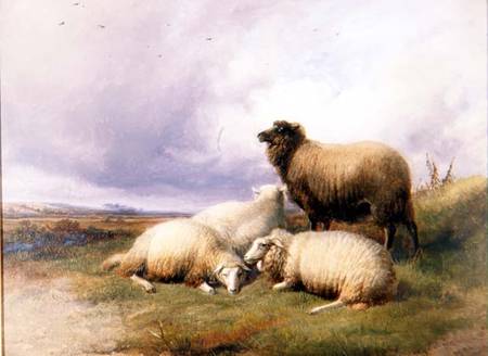 Sheep in a Landscape a Thomas Sidney Cooper