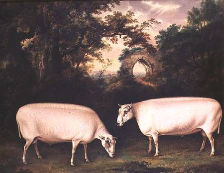 Two Prize Border Leicester Rams in a Landscape a Thomas Weaver