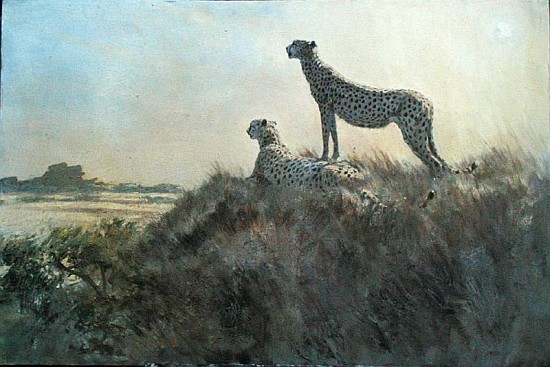 Cheetah, Serengeti (oil on board)  a Tim  Scott Bolton