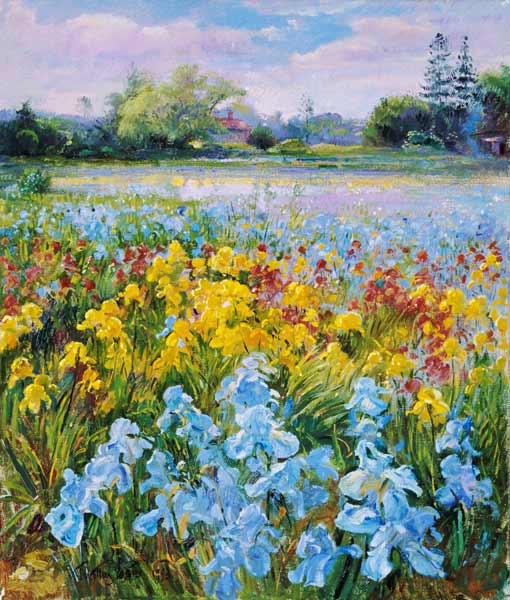 Irises, Willow and Fir Tree, 1993 (oil on canvas)  a Timothy  Easton