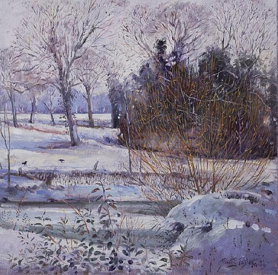 Young Willow against the Snow a Timothy  Easton