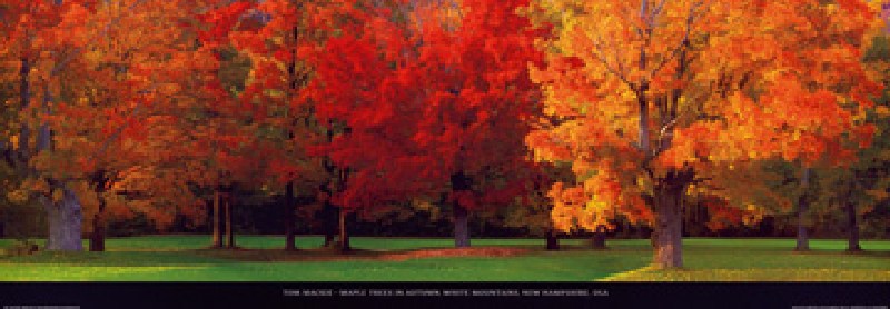 Maple Trees in Autumn a Tom Mackie