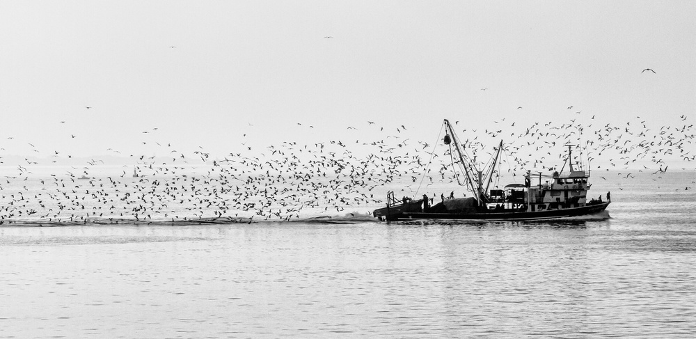 Seagulls a Ugur Erkmen