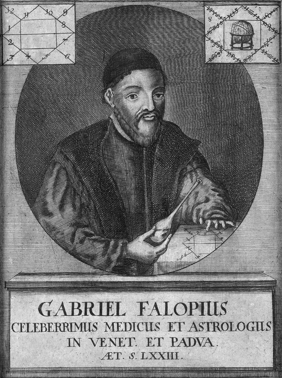 Portrait of Gabriele Falloppio (1523-1562) a Unbekannter Künstler