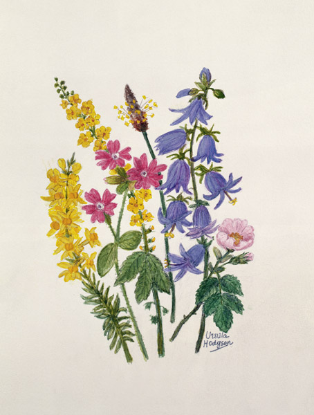 Bluebells, Broom, Herb Robert and other wild flowers (w/c on paper)  a Ursula  Hodgson