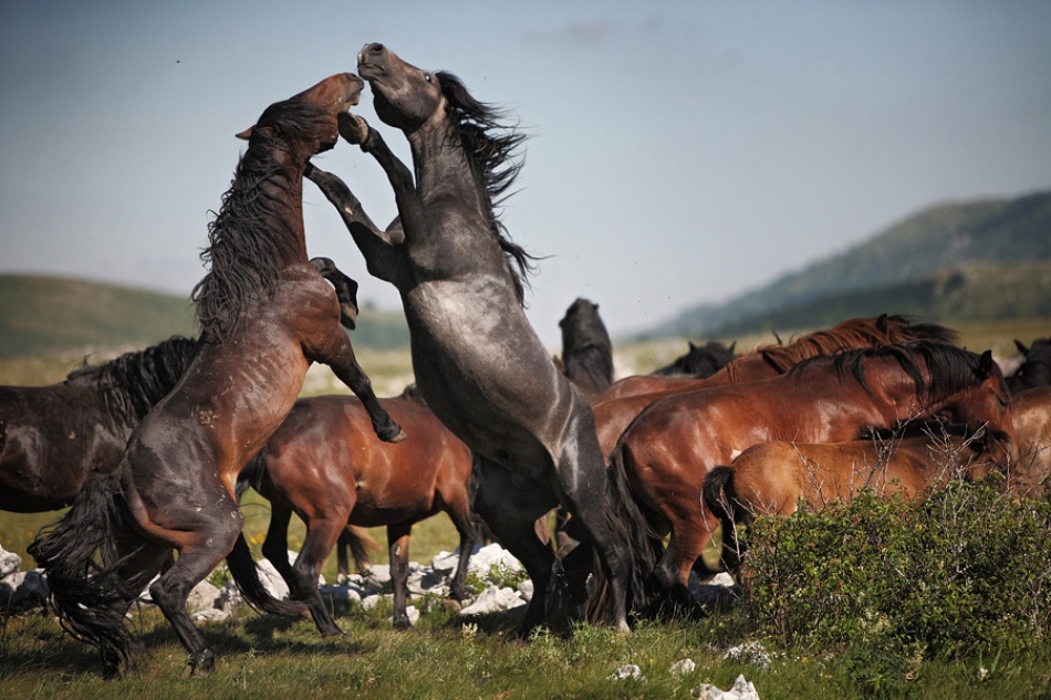 wild horses a Vedran Vidak