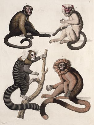 Monkeys (colour litho) a Vittorio Raineri