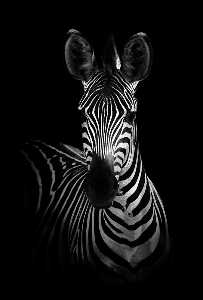 The Zebra a WildPhotoArt