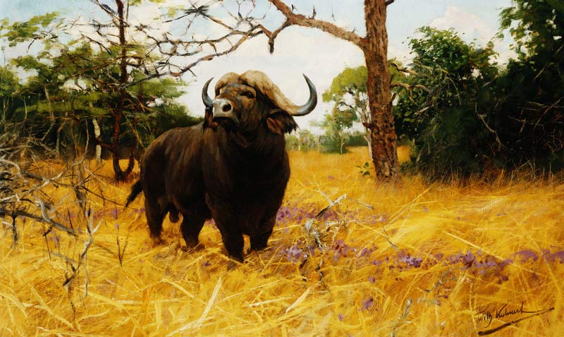 Ein Kaffernbüffel im Präriegras. a Wilhelm Kuhnert