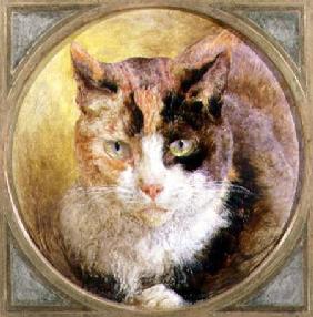 A Head Study of a Tortoiseshell Cat