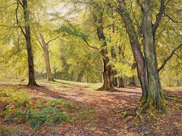 In the Beechwoods a William Samuel Jay