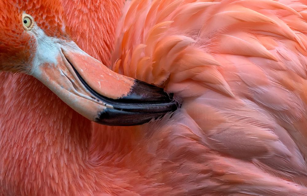 Flamingo Close Up a Xavier Ortega