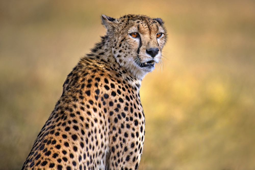 Cheetah portrait a Xavier Ortega